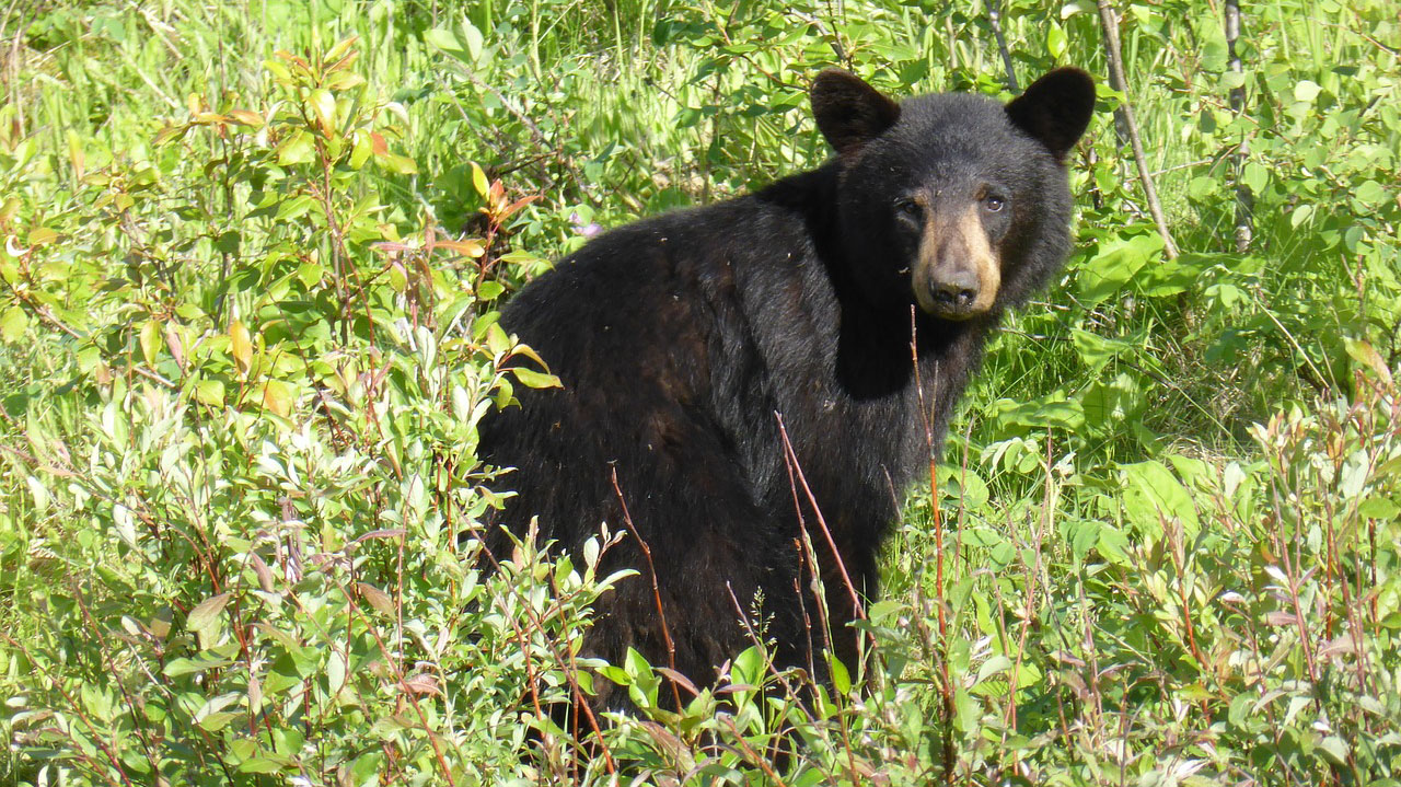 Black Bear