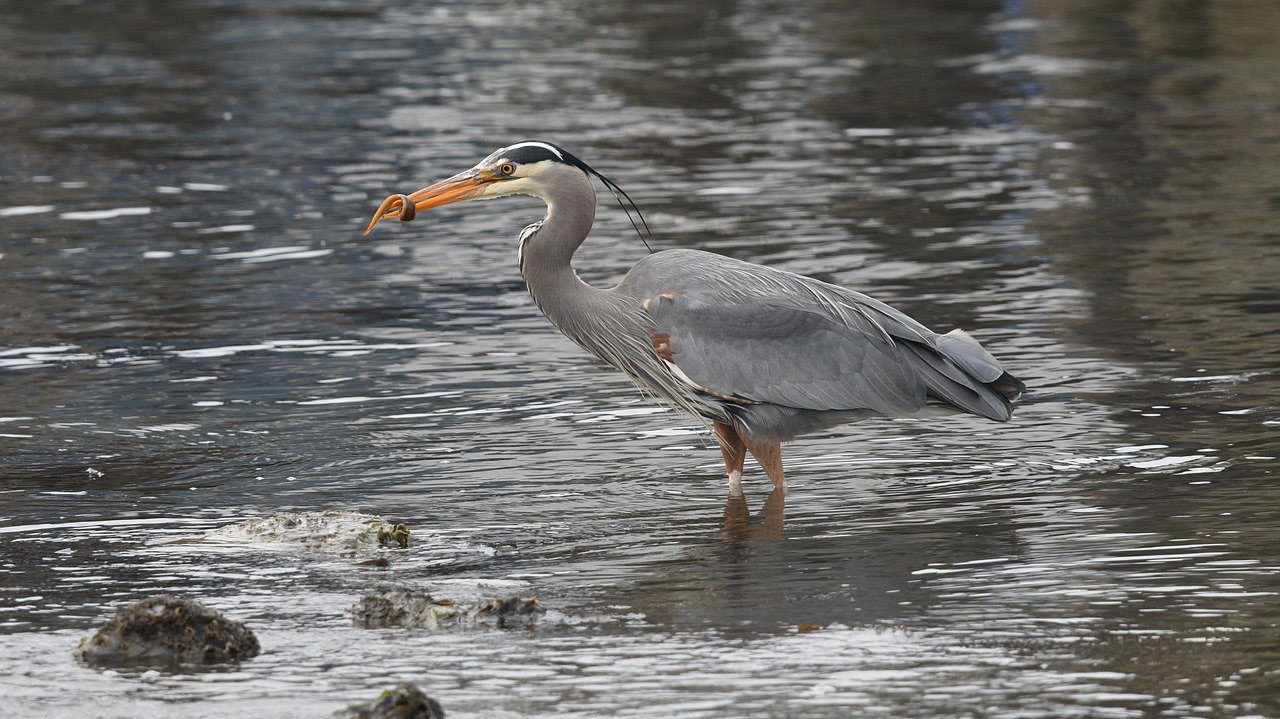 Blue Heron