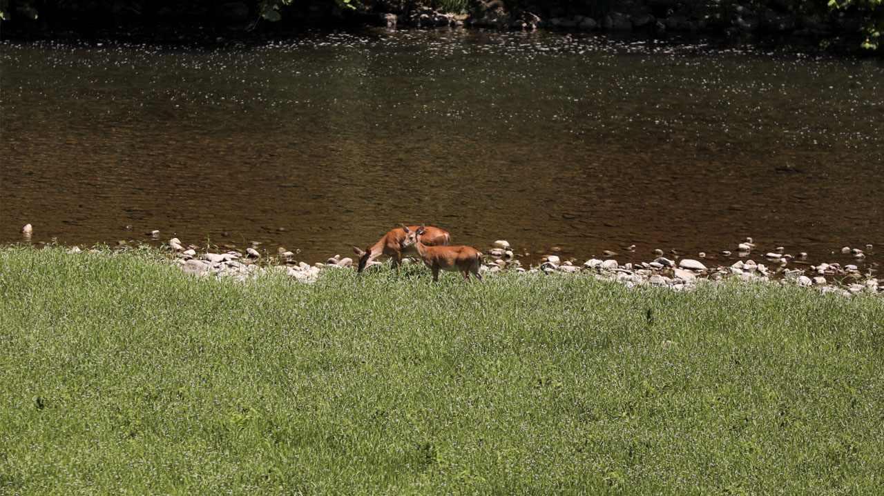 White Tailed Deer