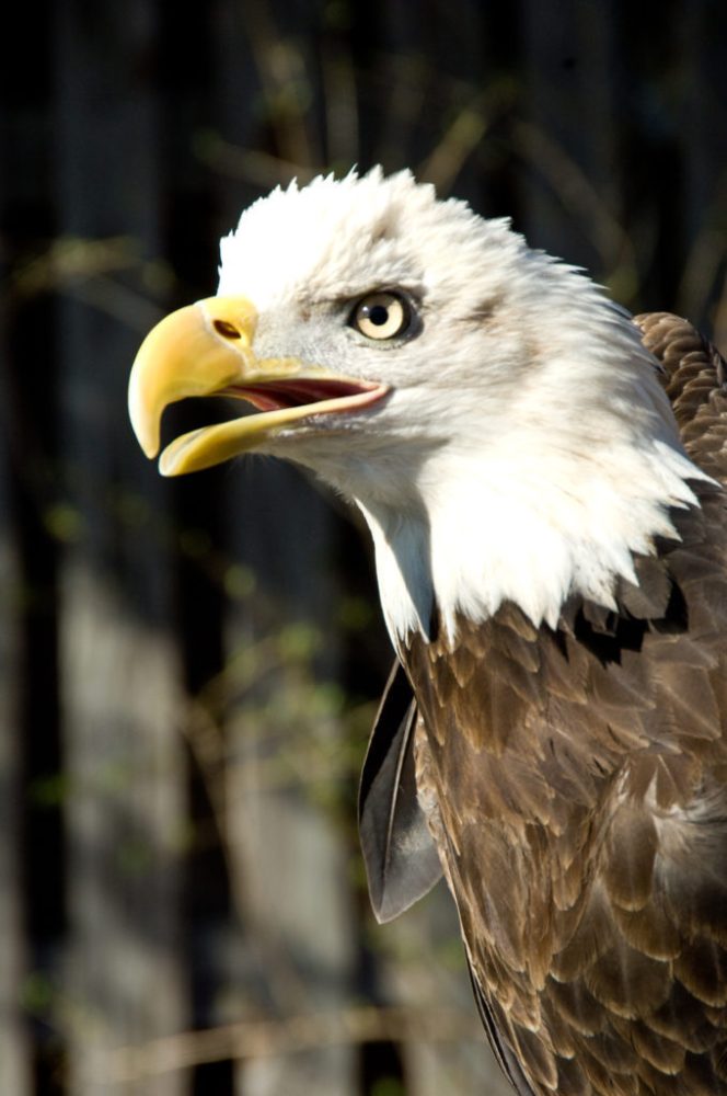 a close up of a bird