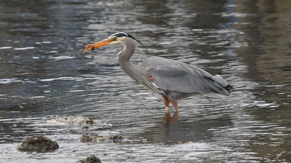 a bird standing next to a body of water