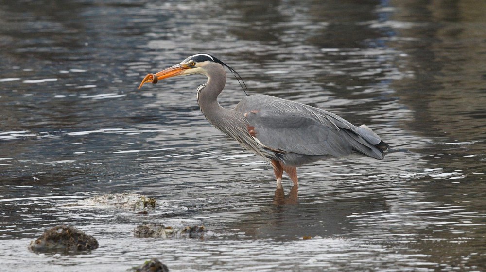 a bird in a body of water