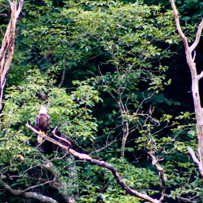 Eagle sitting on a branch