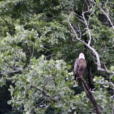 a eagle perched on top of a tree