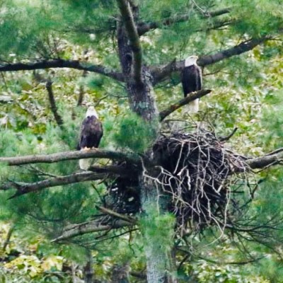 Set of eagles sitting near their nest