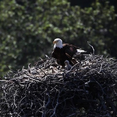 Eagle with her new hatched babies in the nest
