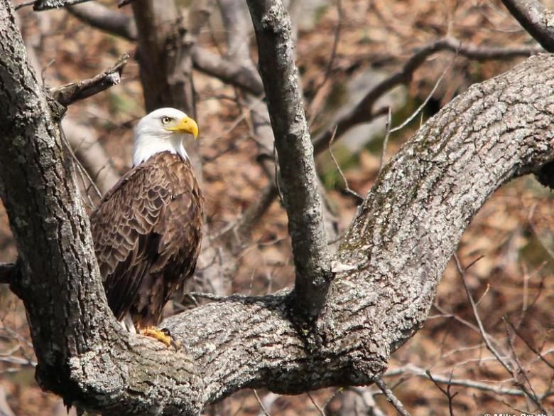 eagle-2 an eagle sitting on a branch