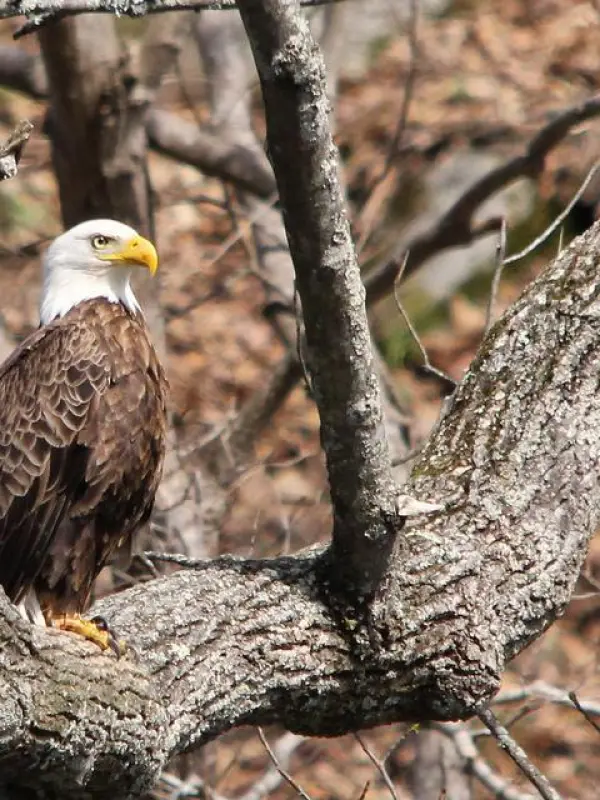 eagle-2 an eagle sitting on a branch