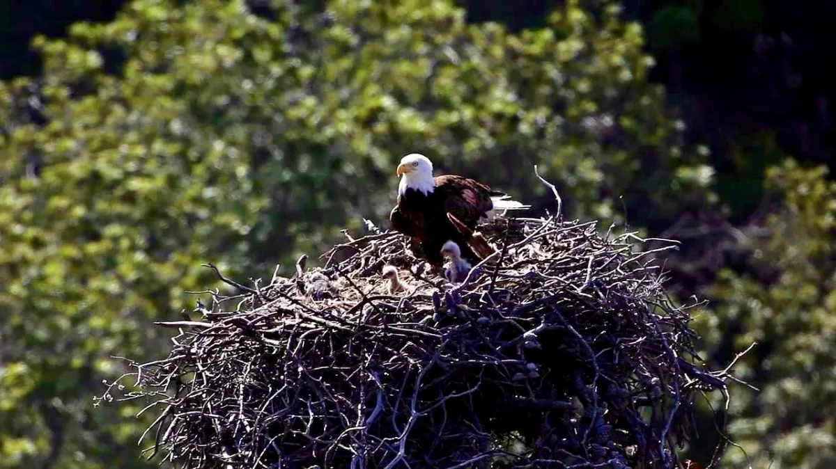 American_Bald_Eagle a bird sitting on a rock