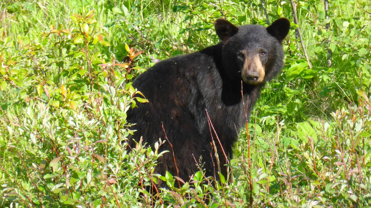Black_Bear a large brown bear walking across a lush green field