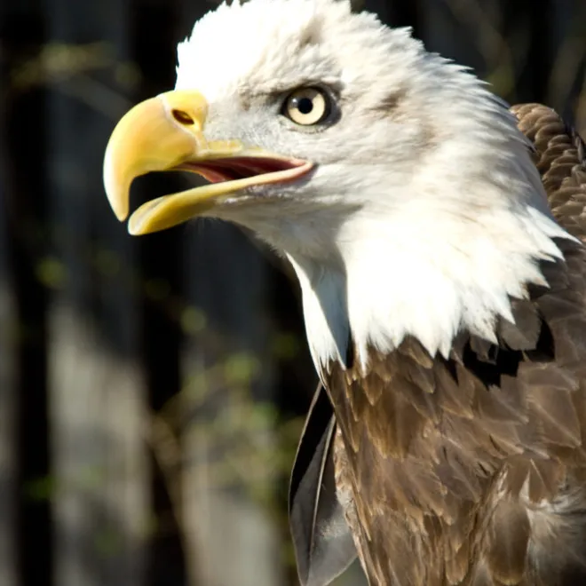 bald-eagle1 a close up of a bird