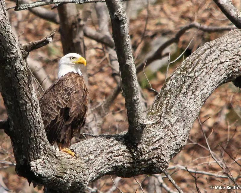 bald-eagle2 a bird sitting on a branch