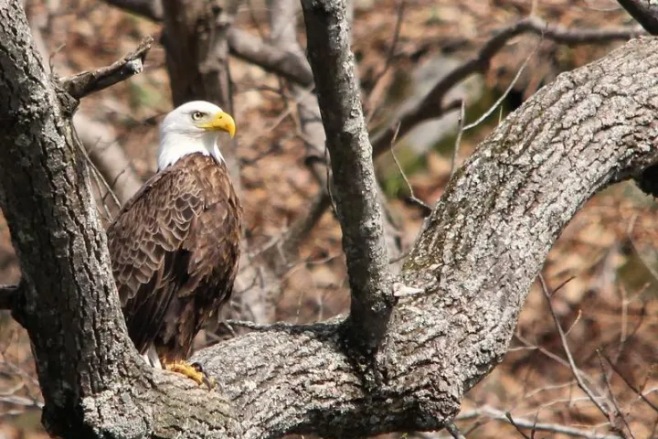 a bird sitting on a branch